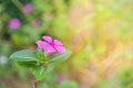 Madagascar Periwinkle, in garden Royalty Free Stock Photo