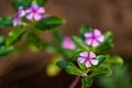 Madagascar periwinkle