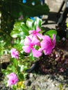 Madagascar Periwinkle photo Plant