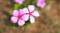 Madagascar Periwinkle Pink Flower in the plant. bluming flowers Royalty Free Stock Photo