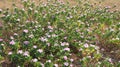 Madagascar Periwinkle Pink Flower in the plant. Royalty Free Stock Photo