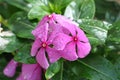 Madagascar periwinkle pink flowers with raindrops