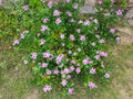 Madagascar periwinkle or pink vinca flower or foliage vinca flower plant Royalty Free Stock Photo