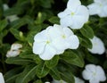 Madagascar periwinkle