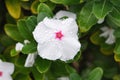 Madagascar periwinkle with raindrops