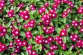 Madagascar or Periwinkle or Vinca flower