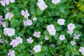 Madagascar periwinkle,Vinca,Old maid, Cayenne jasmine, Rose pe Royalty Free Stock Photo