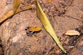 Madagascar poison frog Mantella ebenaui hoping on the ground, Madagascar