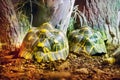 Madagascar radiant turtle (Latin Astrochelys radiata) against the background of sea sand on a clear sunny day.