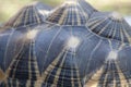 Madagascar Radiated Tortoise Shell Royalty Free Stock Photo