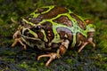 Madagascar rain frog Royalty Free Stock Photo