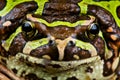 Madagascar rain frog Royalty Free Stock Photo