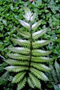 Madagascar Rainforest Iridescent Glowing Fern