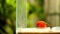 Madagascar red fody bird in aviary, Florida Royalty Free Stock Photo