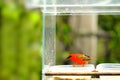Madagascar red fody bird in aviary Royalty Free Stock Photo