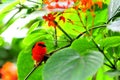 Madagascar red fody bird & butterfly Royalty Free Stock Photo