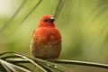 Madagascar red fody bird Royalty Free Stock Photo