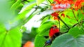 Madagascar red fody bird eating butterfly Royalty Free Stock Photo