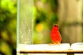 Madagascar red fody bird, Florida Royalty Free Stock Photo