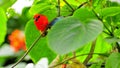 Madagascar red fody bird with Morpho butterfly Royalty Free Stock Photo