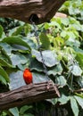 Madagascar Red Fody, Cardinal bird in a zoo Royalty Free Stock Photo