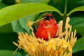 Madagascar Red Fody - Foudia madagascariensis red bird on the green and palm tree found in forest clearings, grasslands and Royalty Free Stock Photo