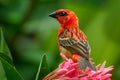 Madagascar Red Fody - Foudia madagascariensis red bird on the green and palm tree found in forest clearings, grasslands and Royalty Free Stock Photo