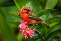 Madagascar Red Fody - Foudia madagascariensis red bird on the green and palm tree found in forest clearings, grasslands and Royalty Free Stock Photo