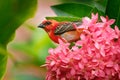 Madagascar Red Fody - Foudia madagascariensis red bird on the green and palm tree found in forest clearings, grasslands and Royalty Free Stock Photo