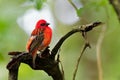 Madagascar Red Fody - Foudia madagascariensis red bird on the green and palm tree found in forest clearings, grasslands and Royalty Free Stock Photo