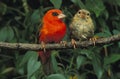 Madagascar Red Fody, foudia madagascariensis, Pair standing on Branch, Male is Red Royalty Free Stock Photo