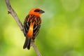 Madagascar Red Fody - Foudia madagascariensis red bird on the green and palm tree found in forest clearings, grasslands and Royalty Free Stock Photo