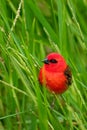 Madagascar Red Fody - Foudia madagascariensis red bird on the green and palm tree found in forest clearings, grasslands and Royalty Free Stock Photo