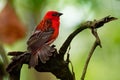 Madagascar Red Fody - Foudia madagascariensis red bird on the green and palm tree found in forest clearings, grasslands and Royalty Free Stock Photo