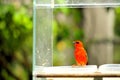Madagascar red fody (male) bird in aviary Royalty Free Stock Photo