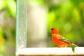 Madagascar red fody (male) bird Royalty Free Stock Photo