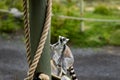 Madagascar: Ring-Tailed Lemur in Calgary Alberta Canada Zoo Royalty Free Stock Photo