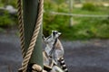 Madagascar: Ring-Tailed Lemur in Calgary Alberta Canada Zoo Royalty Free Stock Photo