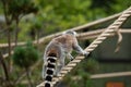 Madagascar: Ring-Tailed Lemur in Calgary Alberta Canada Zoo Royalty Free Stock Photo