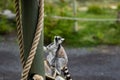 Madagascar: Ring-Tailed Lemur in Calgary Alberta Canada Zoo Royalty Free Stock Photo