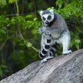 Madagascar Royalty Free Stock Photo