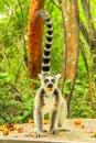 Ringtail Lemur of Madagascar vertical