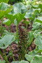 Madagascar River Pumpkin Gunnera perpensa, flowering plant Royalty Free Stock Photo