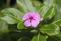 Madagascar or Rosy Periwinkle
