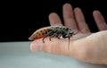 Madagascar`s cockroach Gromphadorhina portentosa Royalty Free Stock Photo