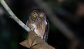 Madagascar Scops-Owl hunting during the dark hours of the night Royalty Free Stock Photo
