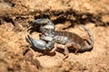 Madagascar scorpion Royalty Free Stock Photo