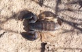 Madagascar scorpion, small but venomous Royalty Free Stock Photo