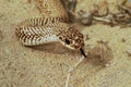 Colubrid snake Leioheterodon geayi Royalty Free Stock Photo