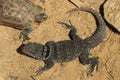 Madagascar spiny-tailed iguana (Oplurus cuvieri), also known as the Madagascar collared lizard. Royalty Free Stock Photo